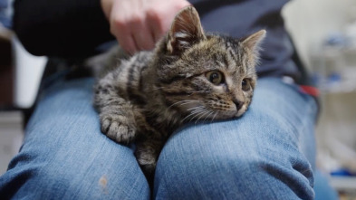 Veterinarios de Nebraska: ¡Feliz cumpleaños!