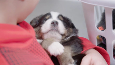 Veterinarios de Nebraska: La familia lo es todo