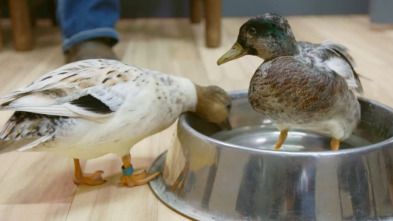 Veterinarios de Nebraska: El pato deprimido