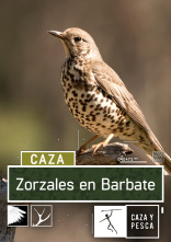 Zorzales en Barbate