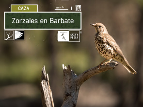 Zorzales en Barbate