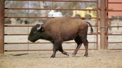 Veterinarios de Nebraska: ¡Traed al bisonte!