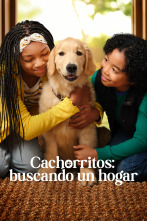 Cachorritos: buscando un hogar (T1)