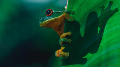 Sonidos terrestres: Bosques australianos