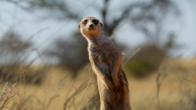 Sonidos terrestres: Desiertos africanos