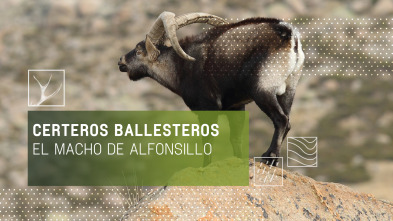 Certeros ballesteros: El macho de Alfonsillo