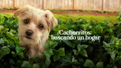 Cachorritos: buscando un hogar (T2)