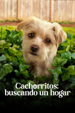 Cachorritos: buscando un hogar (T2)