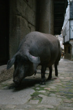 Ingredientes para la vida: Cerdo