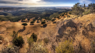 Monteando los jabalíes en la sierra onubense