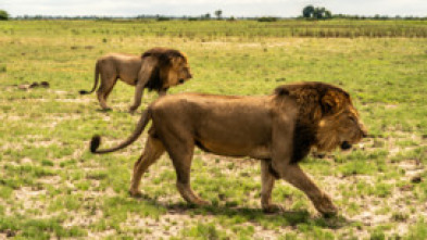 Okavango: el río de...: Infierno