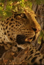 Cazadores de África: La manada de Hot Springs