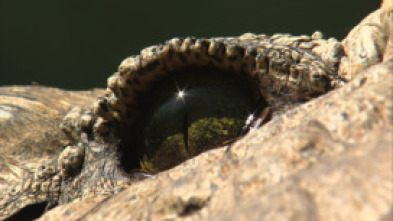 El reino letal de África: Kalahari