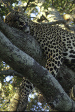 Animales: encuentros...: Lucha por la comida