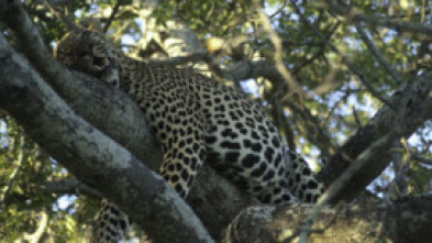 Animales: encuentros...: Lucha por la comida