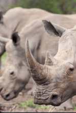 Wild Sudáfrica: Tierra de gigantes