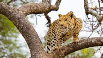 El leopardo y la hiena: una extraña alianza