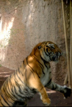 Cròniques del Zoo