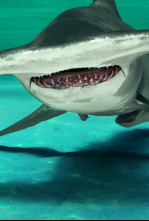 ¿El tiburón martillo más grande del mundo?