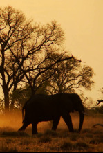 La odisea de los animales: El elefante