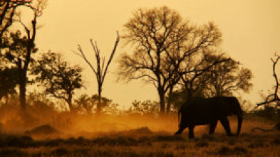 La odisea de los animales: El elefante