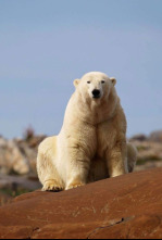 El reino del oso polar: El clan del norte