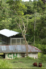 Escuela de orangutanes: Dilla y Delilah