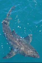 Gran tiburón blanco vs. tiburón tigre