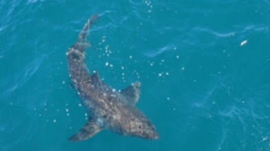 Gran tiburón blanco vs. tiburón tigre