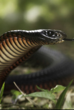 Serpientes extremas: África