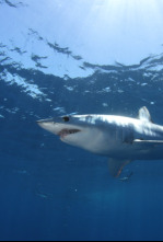 Planeta tiburón: El depredador supremo