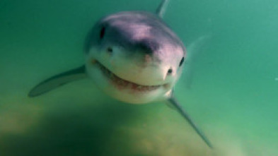 Los tiburones blancos de Cabo Cod
