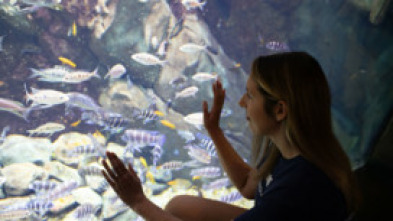 The Aquarium (T1): Scarlett, el cachorro de león marino