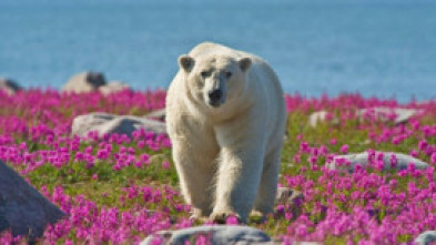 El verano del oso polar