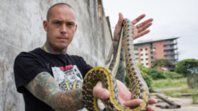 Serpientes en la ciudad: Cobra real de lujo