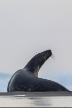 Las focas de la isla Sable