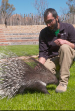 Animalades, un món bestial