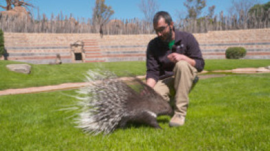 Animalades, un món bestial