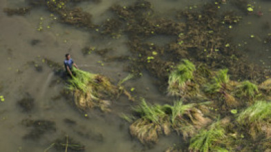 Bangladés: lucha contra el cambio climático