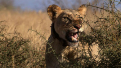 El león guerrero