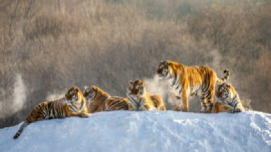 El reino secreto del tigre de Amur