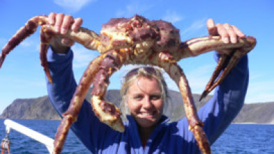 Invasores letales: El cangrejo gigante de Kamchatka