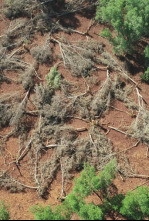 La vida secreta de los...: Madagascar: el bosque de los espíritus