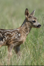 Tiernas y salvajes: adorables crías animales