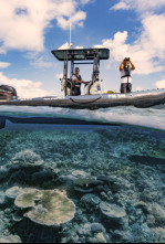 Australia: La Gran Barrera de Coral en peligro 