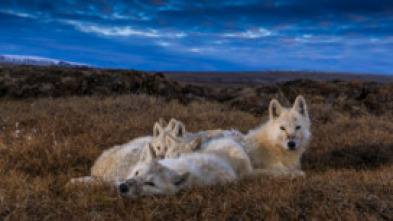 El reino del lobo blanco: La loba reina