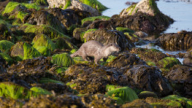 Las nutrias de las islas Shetland