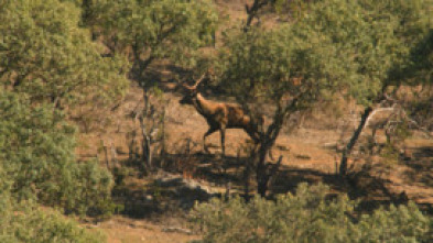 Cazadores de lances