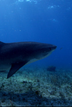 Bucear entre tiburones