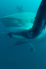 Los secretos del tiburón toro
